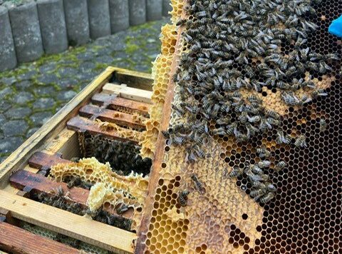 Jetzt beteiligen! Umfrage zu Winterverlusten
