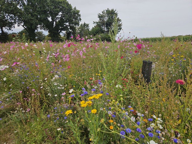 Mehr Gewicht für Bienen in der EU-Agrarpolitik