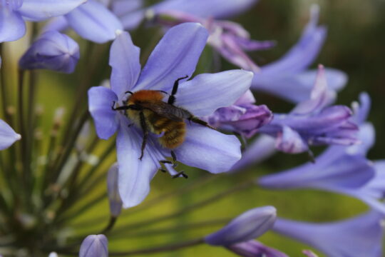 Wildbienen brauchen mehr als Blüten